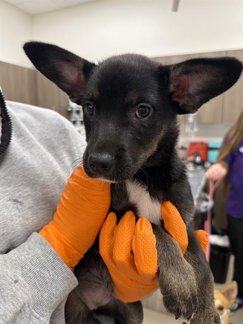 Enlarge FURY, a Adoptable German Shepherd Dog in Baytown, TX image 1/1