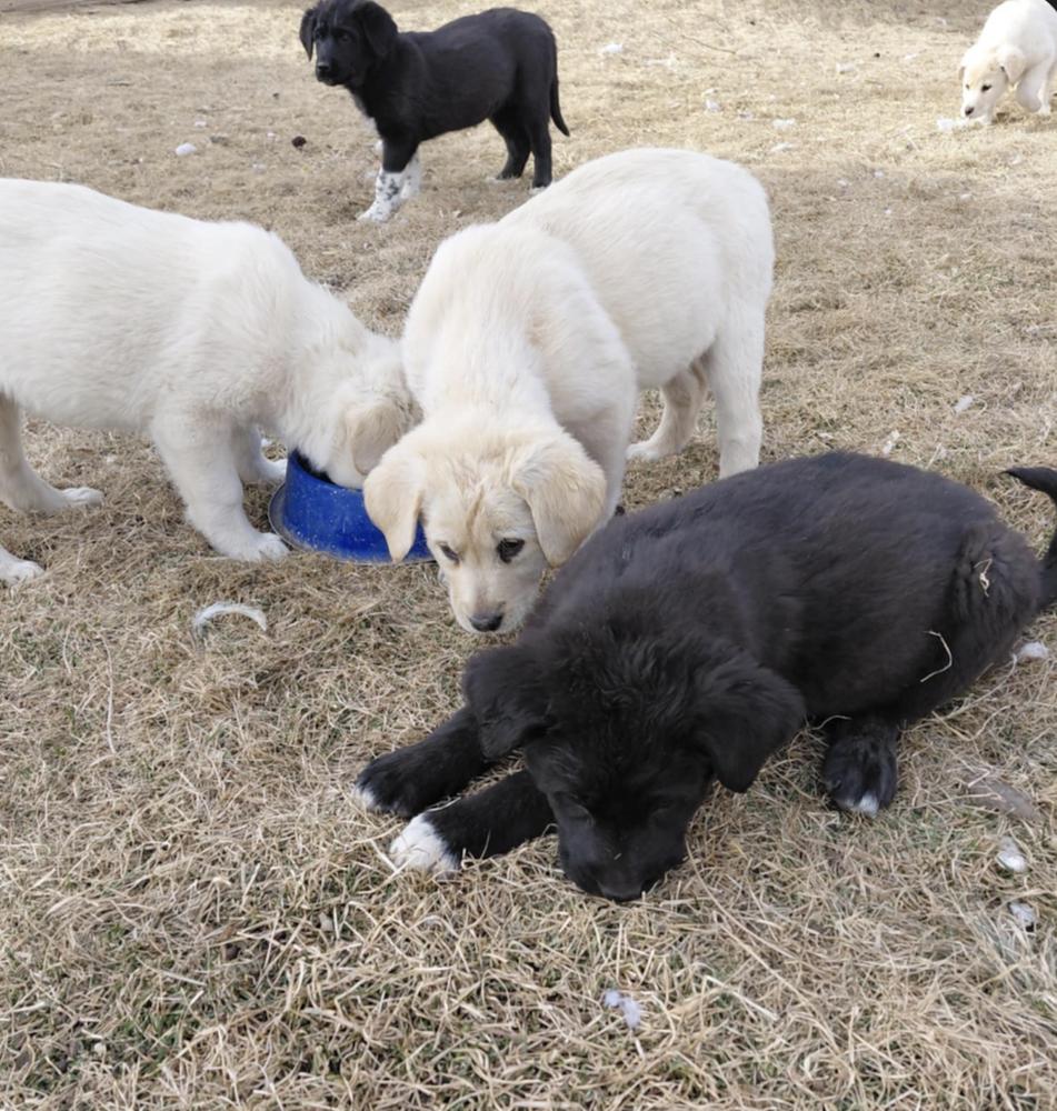 Capbianco / Moo, Adopted, Puppy Female Labrador Retriever & Great Pyrenees.