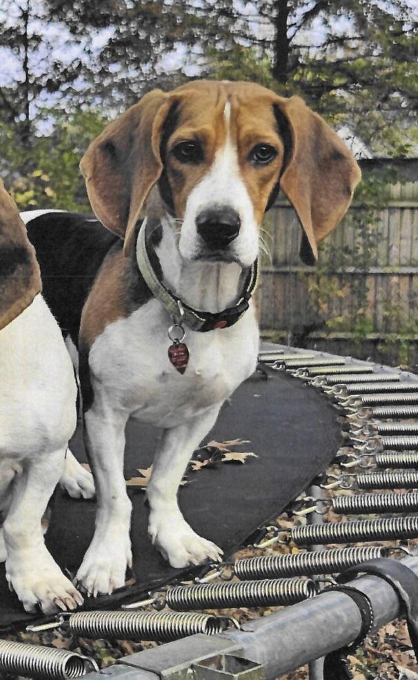 Enlarge Chance, a Adoptable mixed breed in Brookville, OH image 1/3