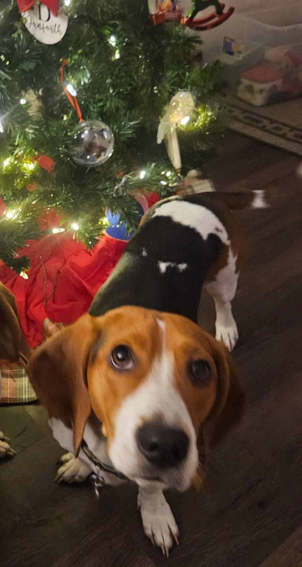 Chance, Adoptable, Adult Male Basset Hound & Beagle.