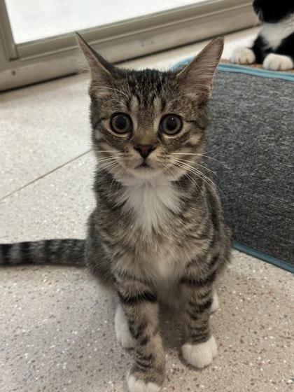 Archer, Adoptable, Kitten Male Domestic Short Hair & Domestic Short Hair.