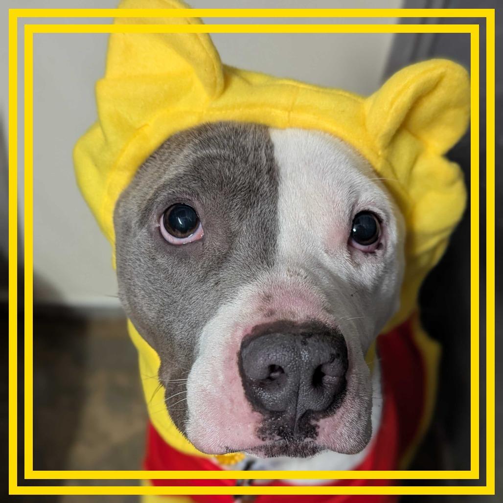 Enlarge Barnaby, a Adoptable mixed breed in Richmond, VA image 1/6