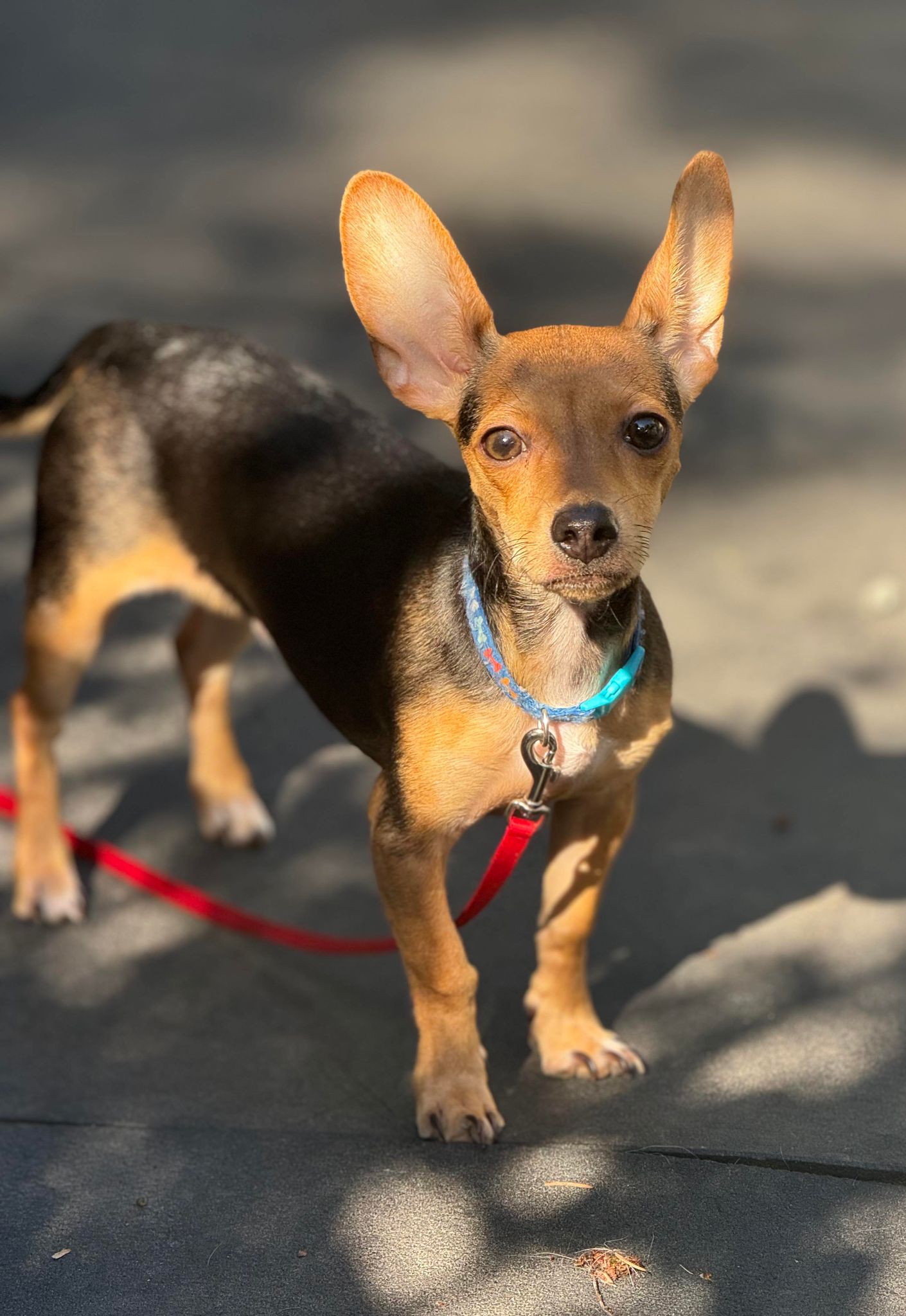 Mini Pinscher Jack Russell Mini Dachshund Mix Chihuahua Miniature Pinscher  X Jack Russell Chihuahua Mix Jack, image size:1410x2048