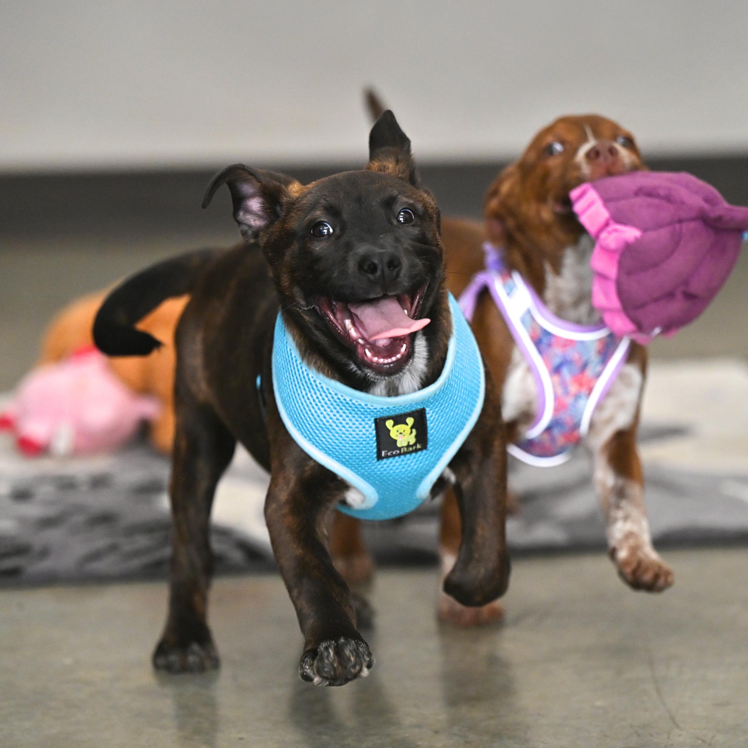 Jax, a ADOPTABLE mixed breed in Hot Springs, AR image 2/2
