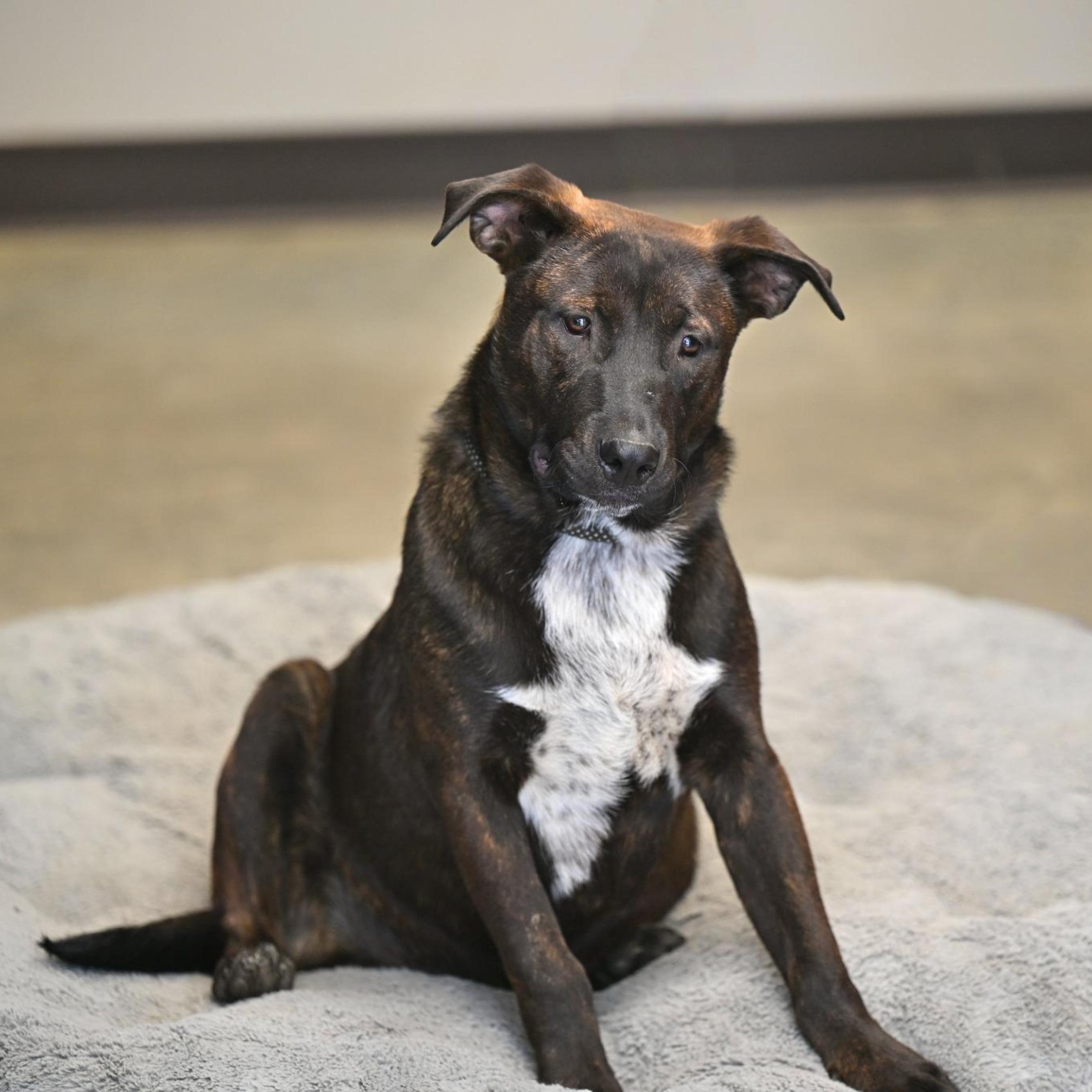 Jax, a ADOPTABLE mixed breed in Hot Springs, AR image 1/2