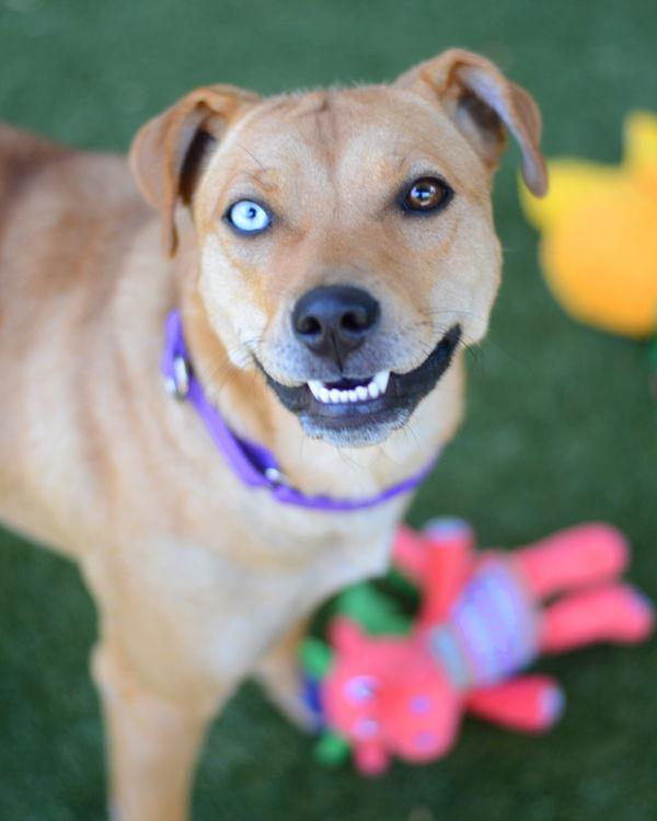 Lola 304302, Adopted, Young Female Australian Shepherd & Pit Bull Terrier.