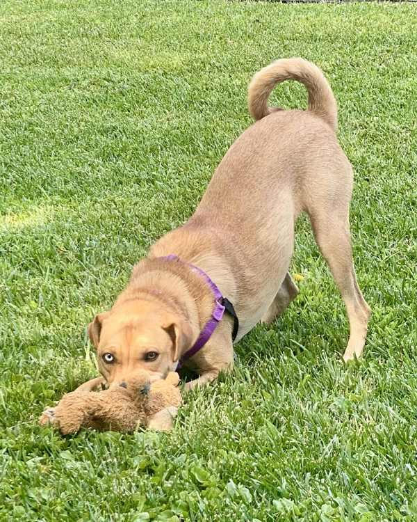 Enlarge Lola 304302, a Adopted mixed breed in Petaluma, CA image 3/3