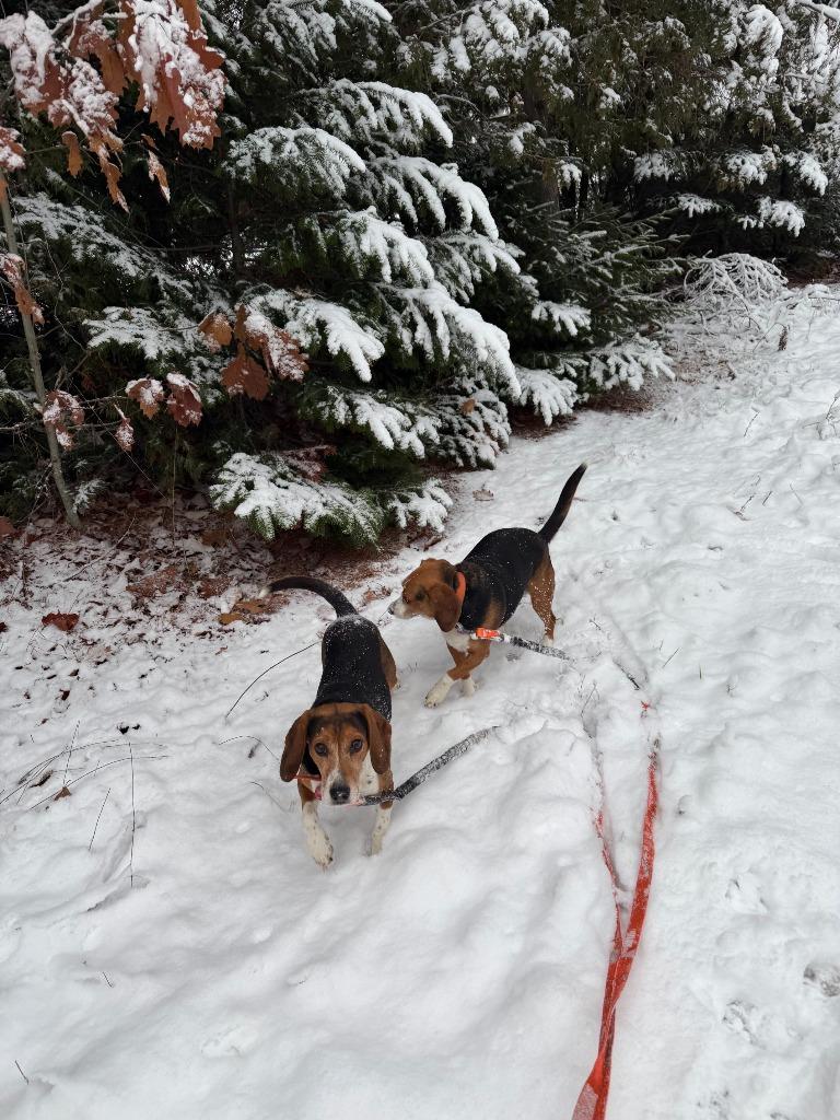 Griff **COURTESY LISTING**, Adoptable, Adult Male Beagle.