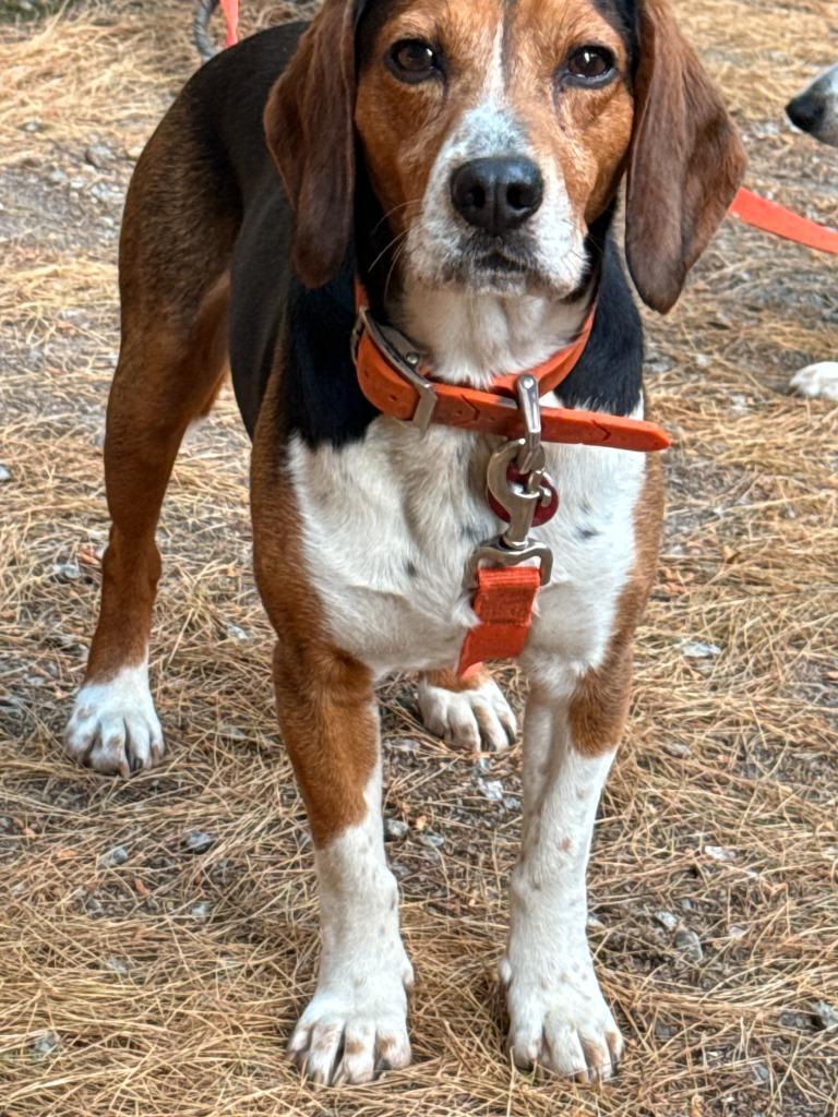 Griff **COURTESY LISTING**, a Adoptable Beagle in Peru, NY image 2/2