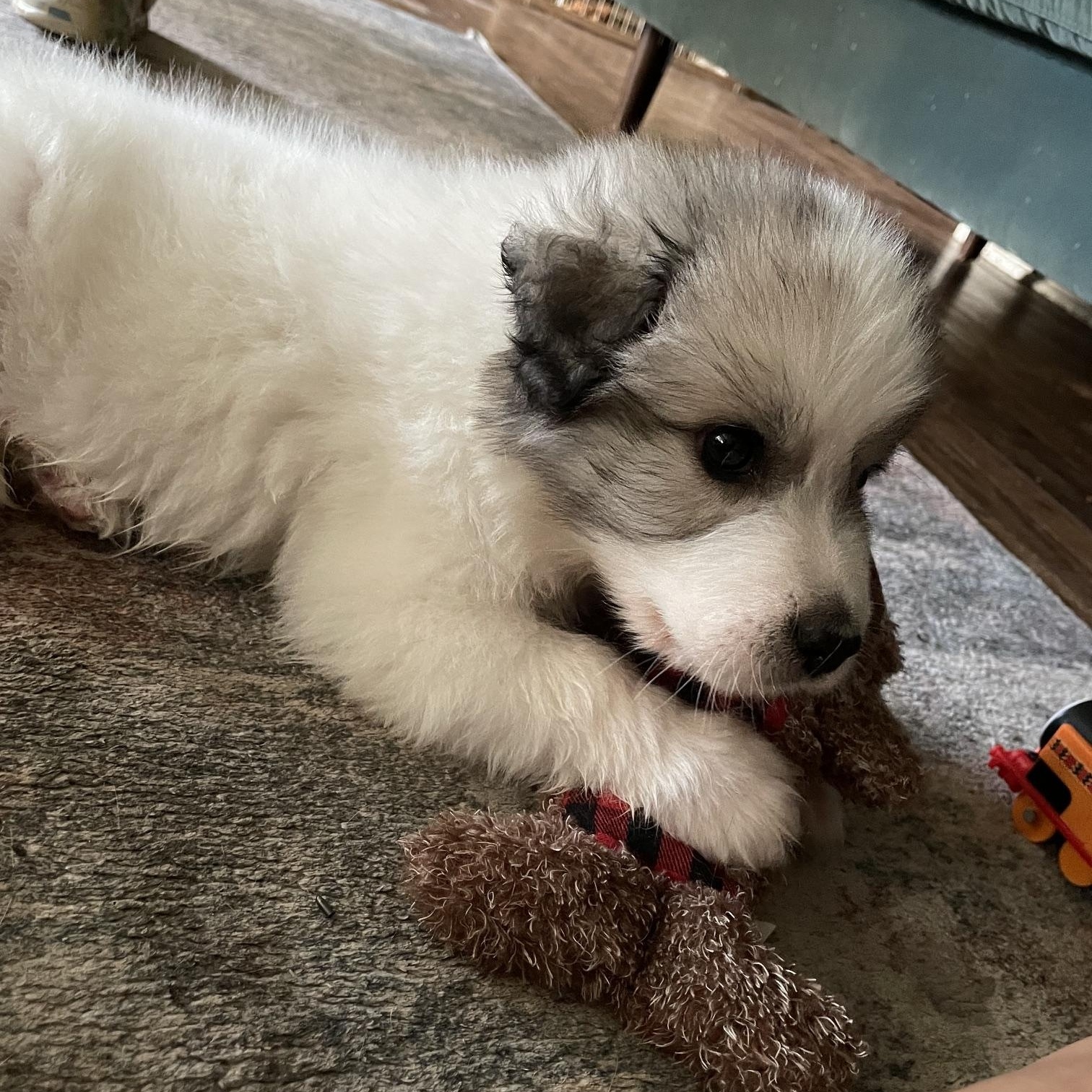 Enlarge Joseph, an adopted mixed breed in Springfield, MO image 6/6