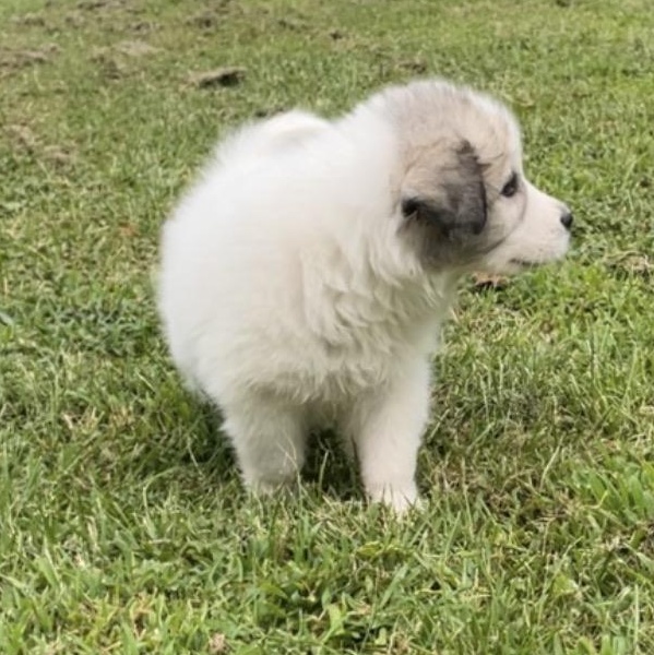 Enlarge Joseph, an adopted mixed breed in Springfield, MO image 2/6