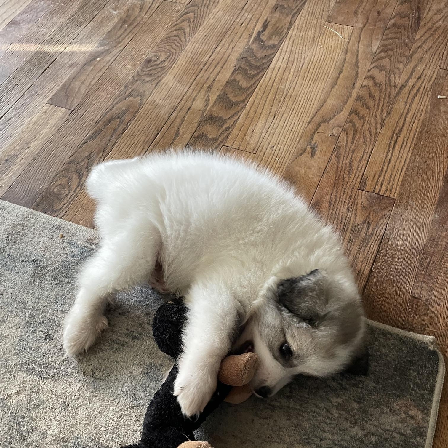 Enlarge Joseph, an adopted mixed breed in Springfield, MO image 5/6
