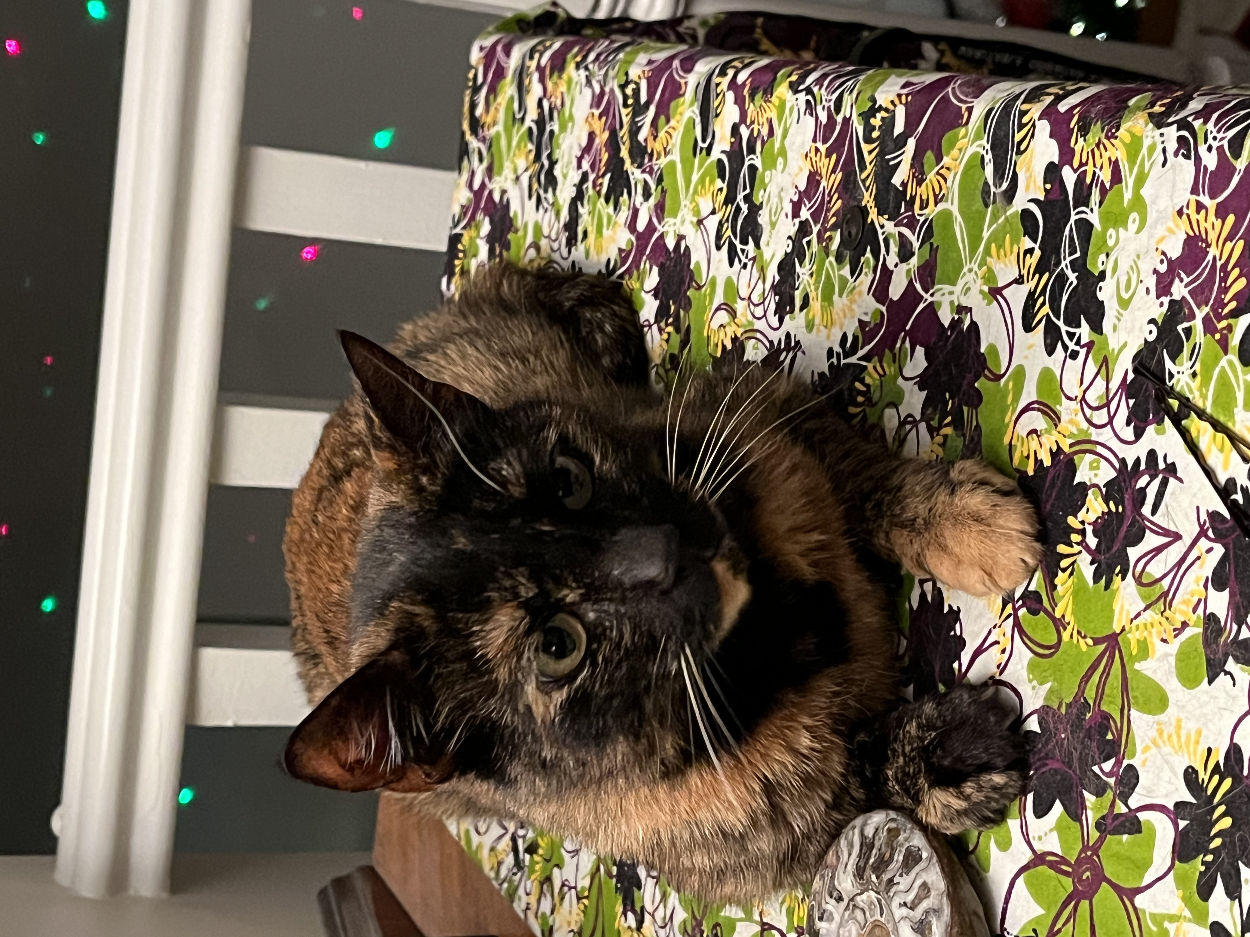 Enlarge Michillinga, a Adopted Tortoiseshell in MAPLE RIDGE, BC image 1/1