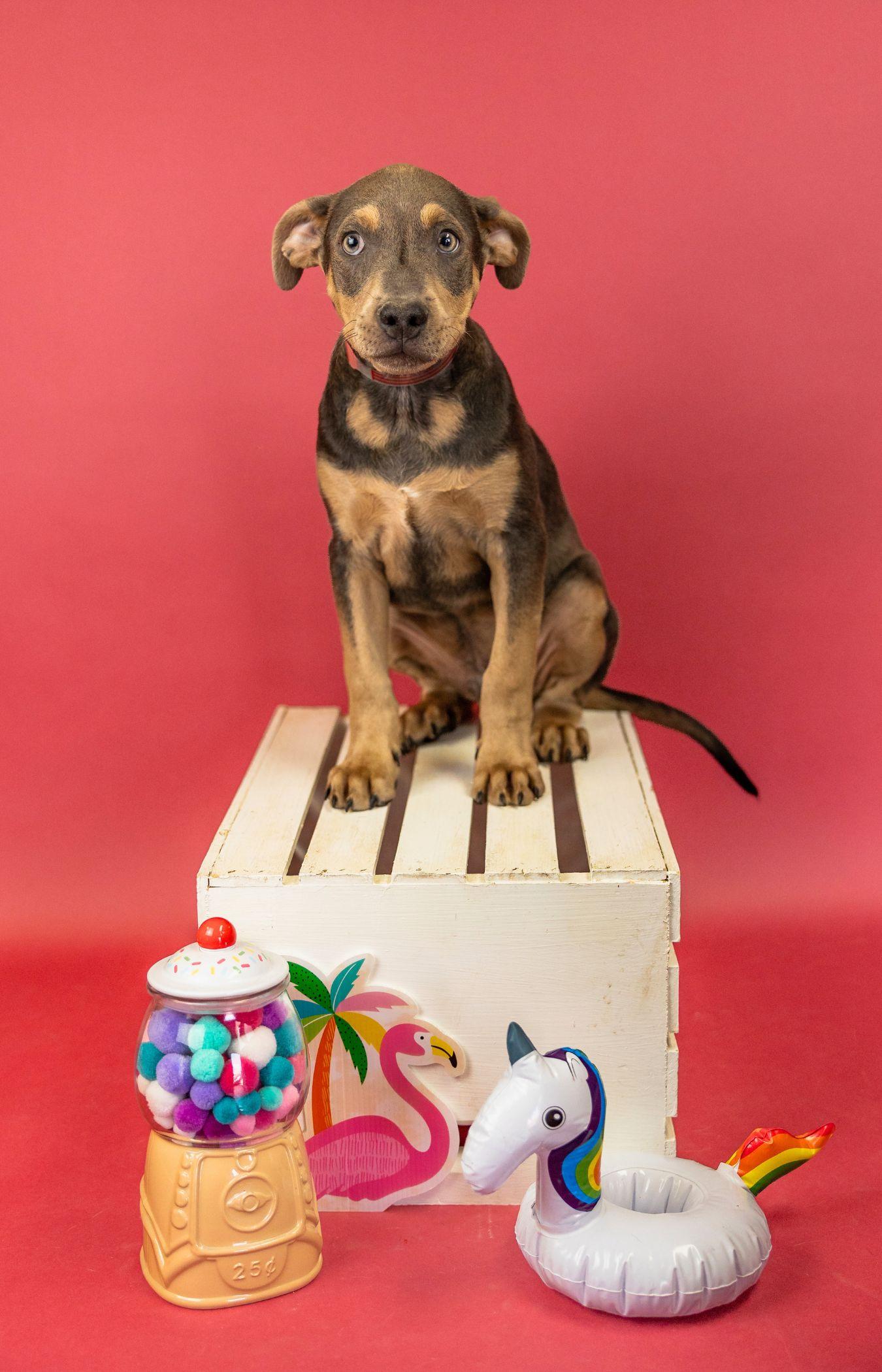 576-26, ADOPTABLE, Puppy Male Pit Bull Terrier.