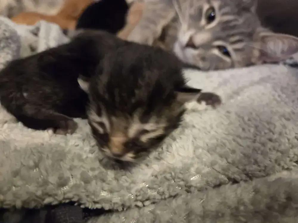 Thalia, Adoptable, Kitten Female Domestic Short Hair.