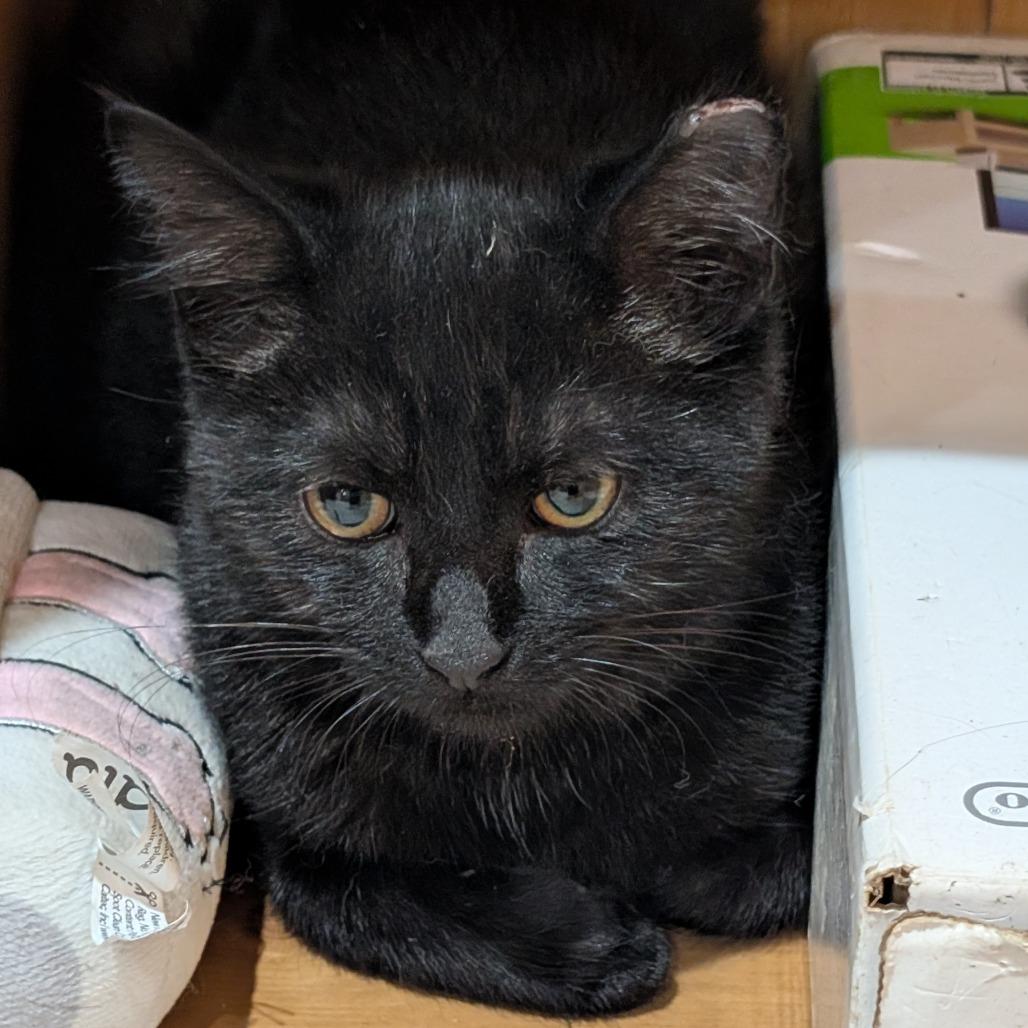 Monster, Adoptable, Kitten Female Domestic Short Hair.