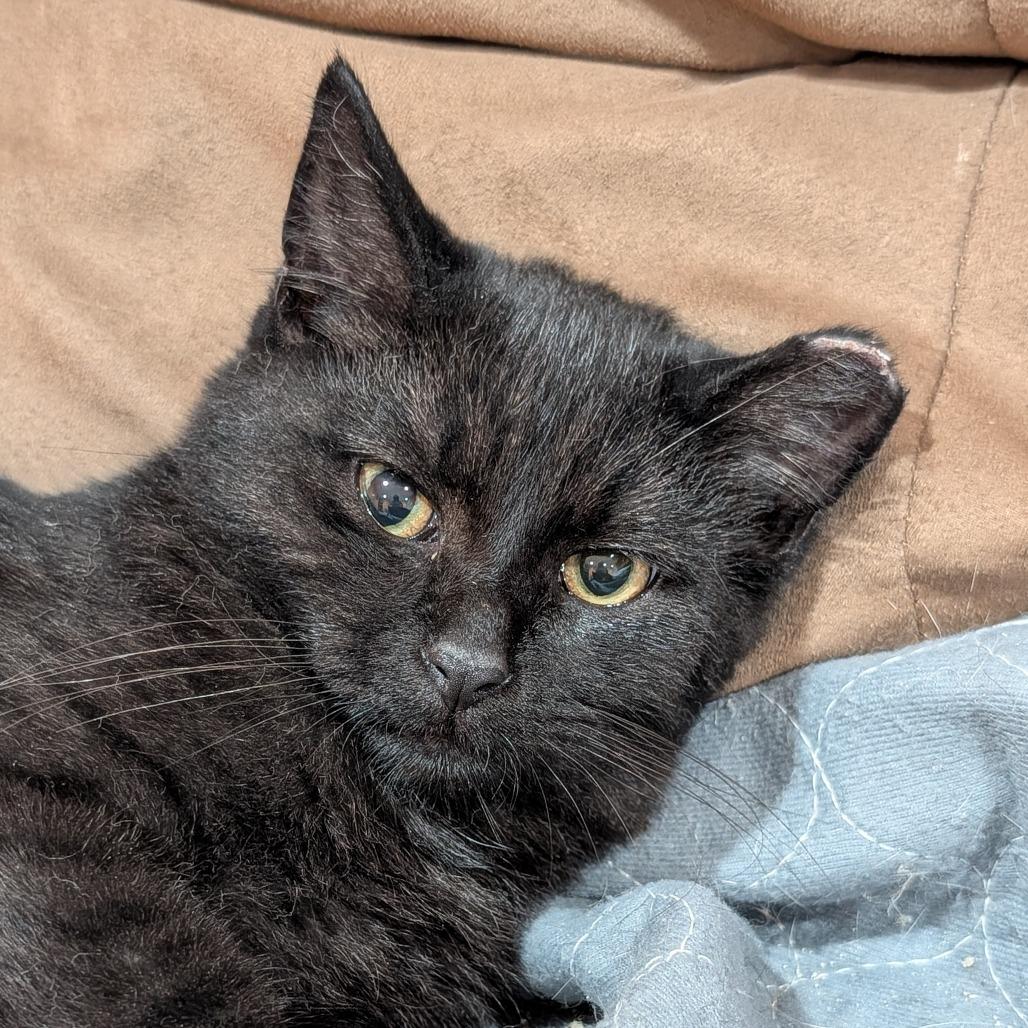 Enlarge Monster, a Adoptable Domestic Short Hair in Roselle, IL image 2/2