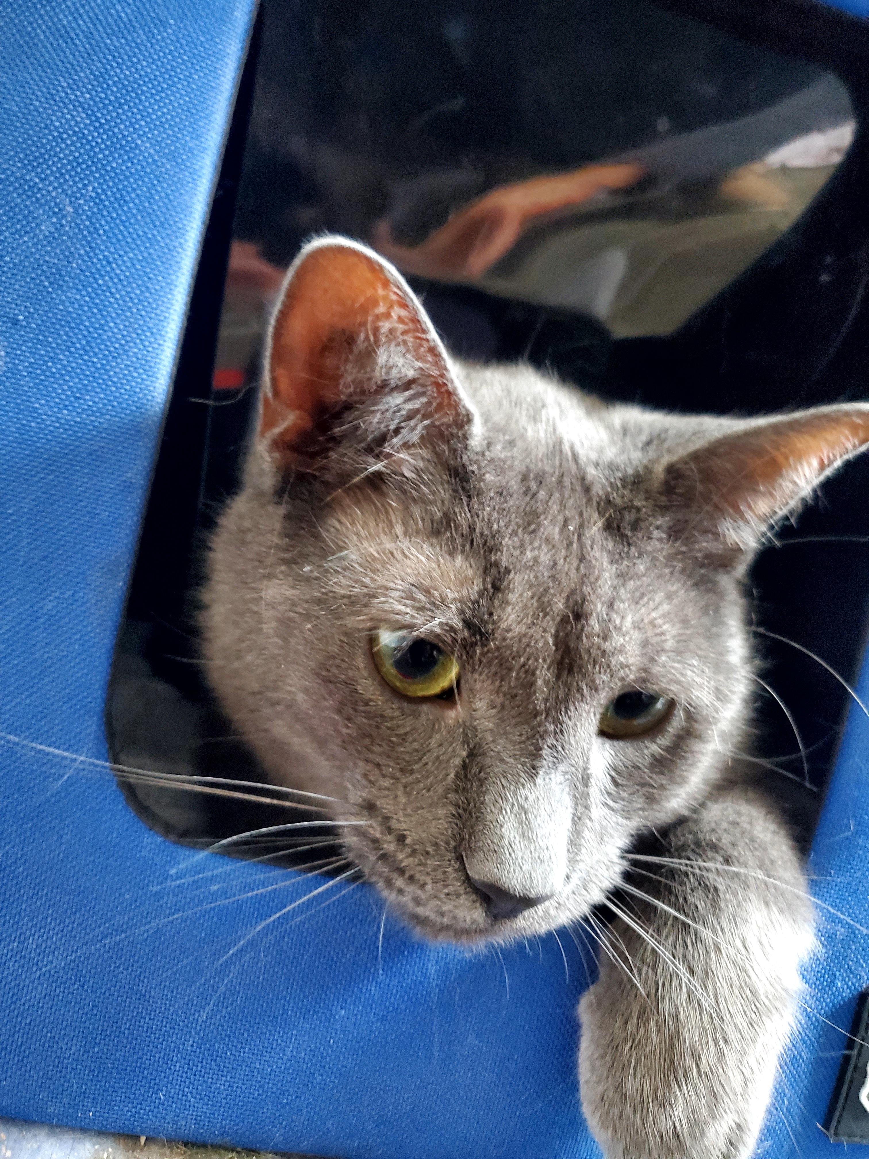 Zeus, an adopted mixed breed in Gladwin, MI image 3/5