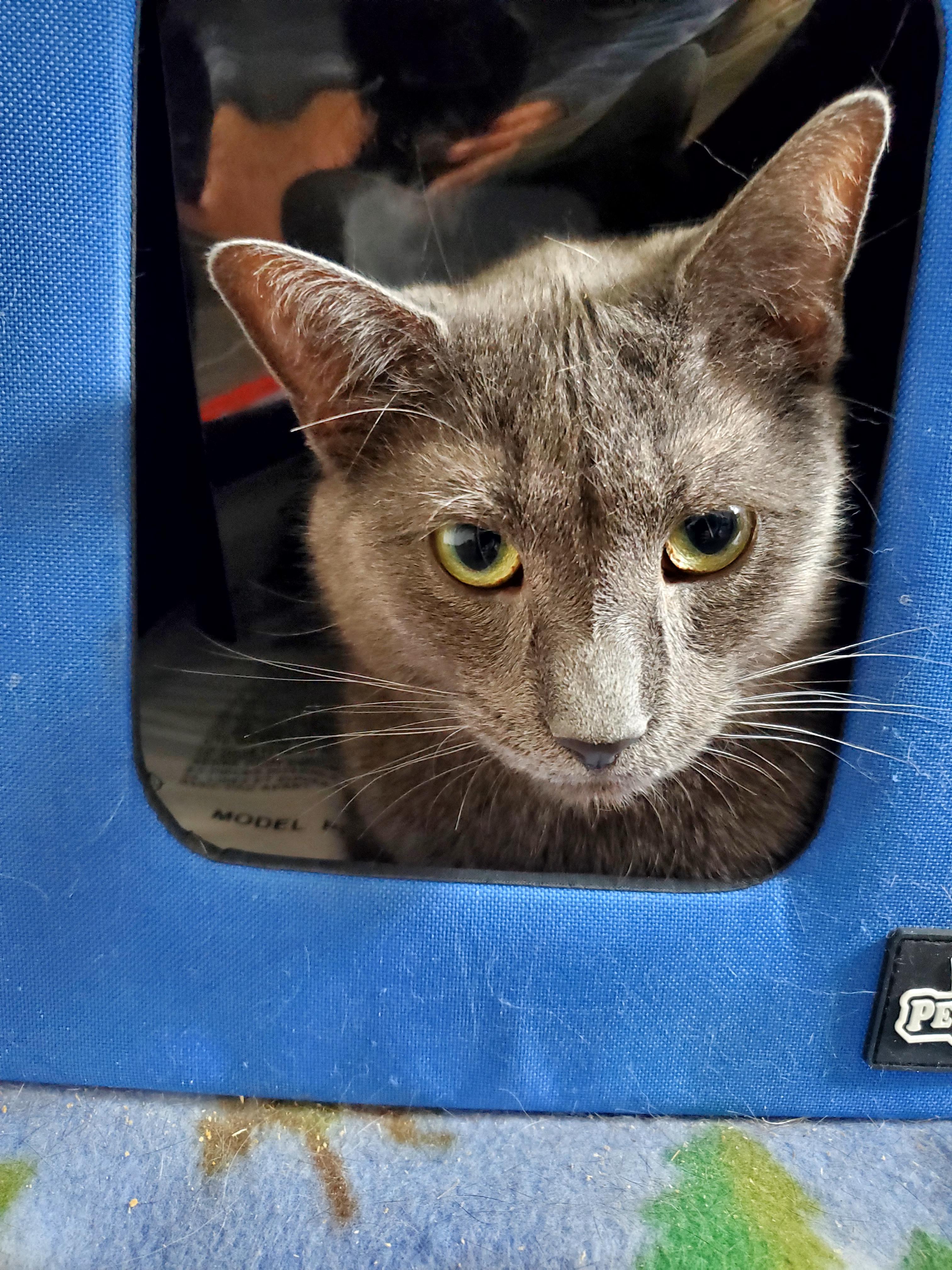 Zeus, an adopted mixed breed in Gladwin, MI image 4/5