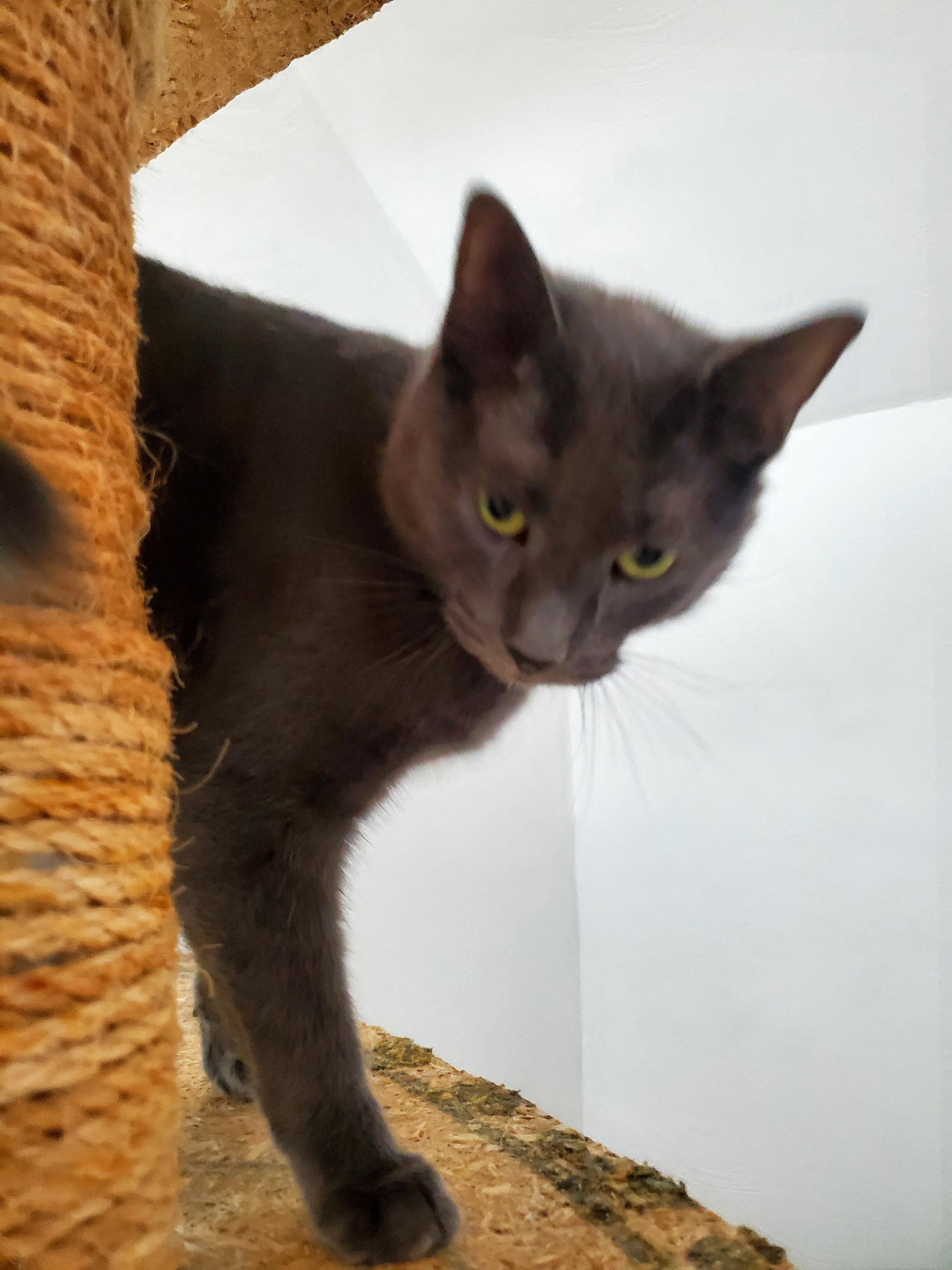 Zeus, an adopted mixed breed in Gladwin, MI image 5/5