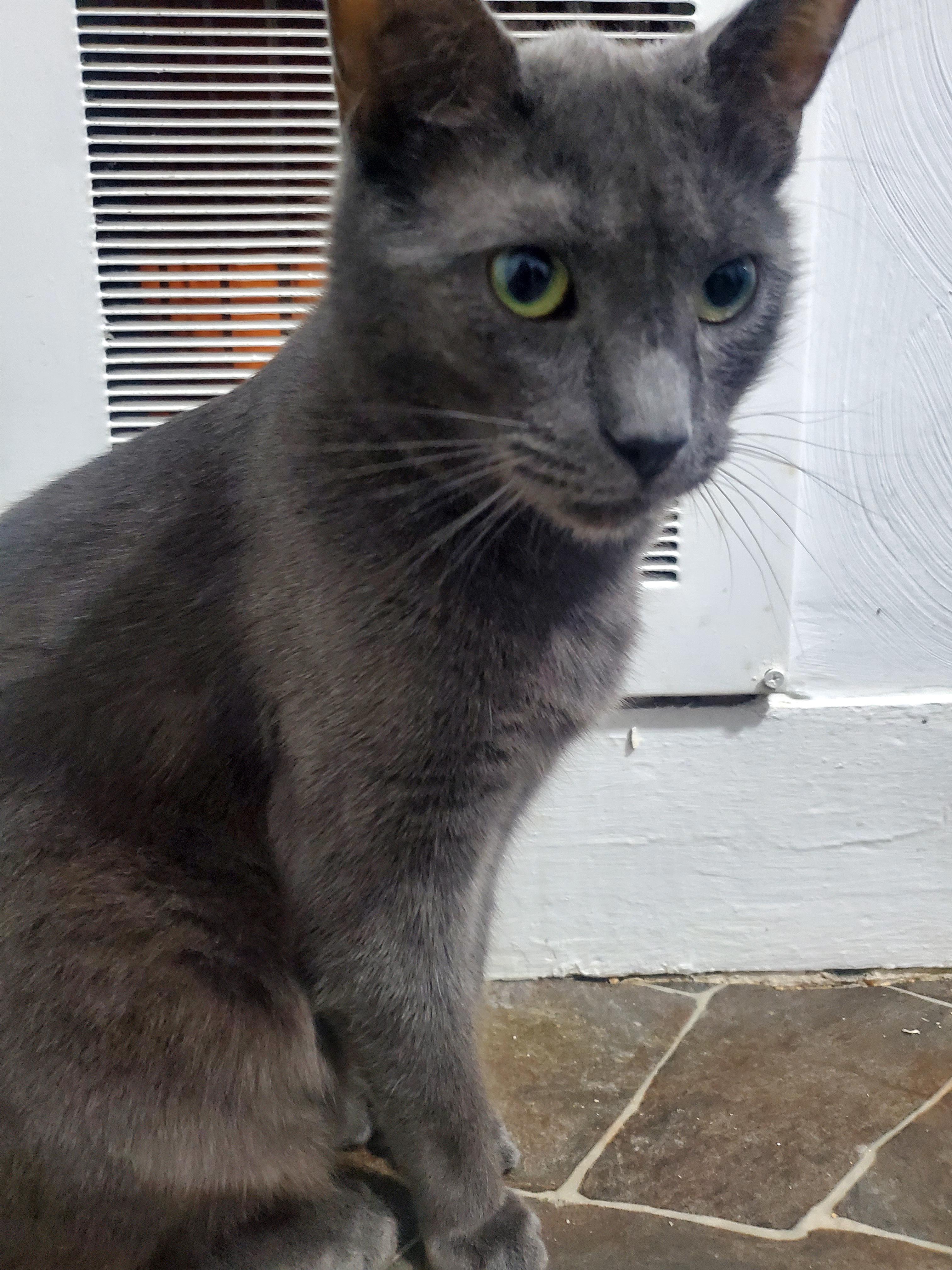 Zeus, an adopted mixed breed in Gladwin, MI image 2/5