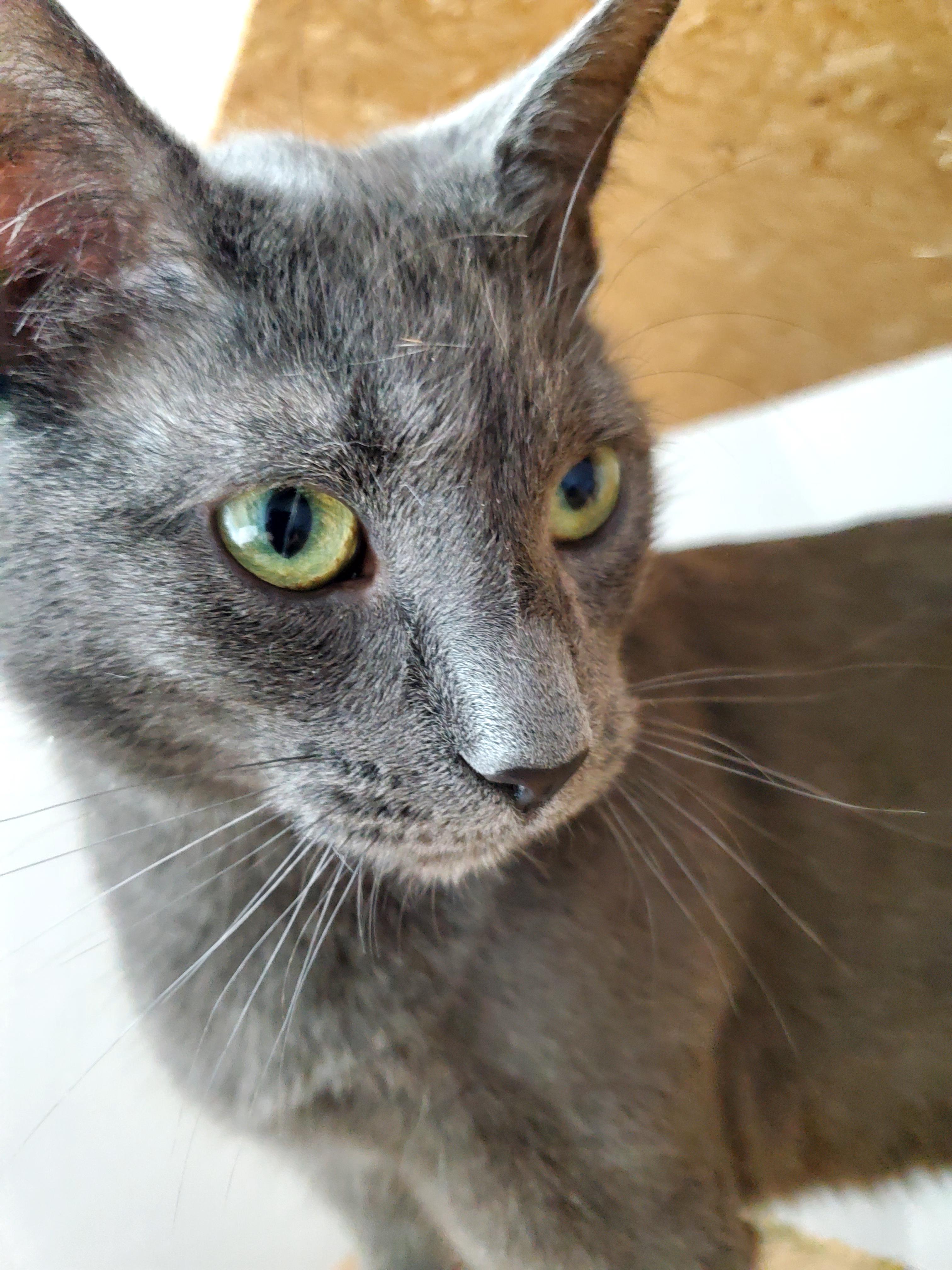 Zeus, adopted, Adult Male Siamese.