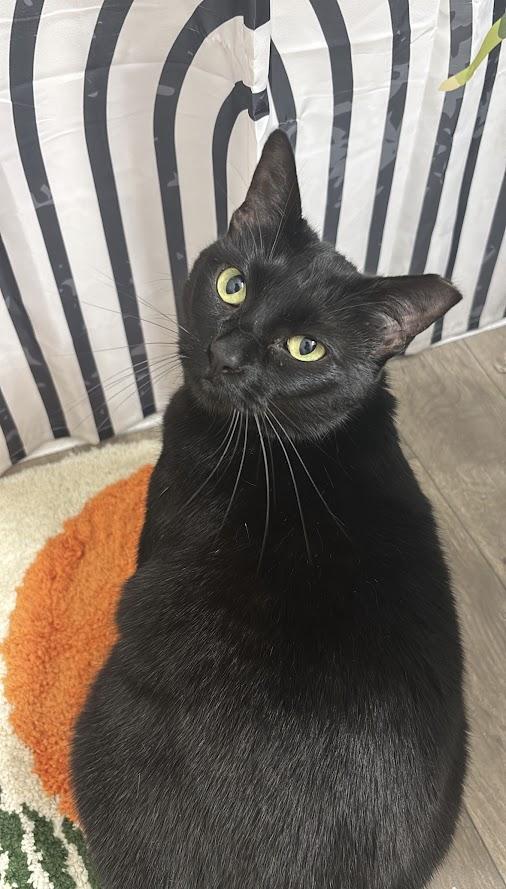 Enlarge Melitta, a ADOPTABLE Domestic Short Hair in The Colony, TX image 1/3