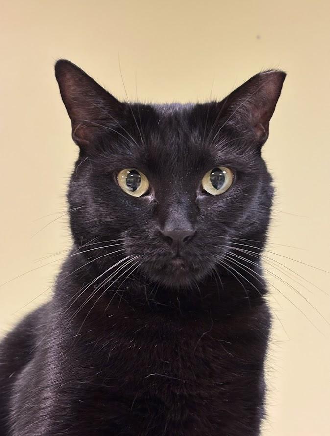 Enlarge Melitta, a ADOPTABLE Domestic Short Hair in The Colony, TX image 3/3