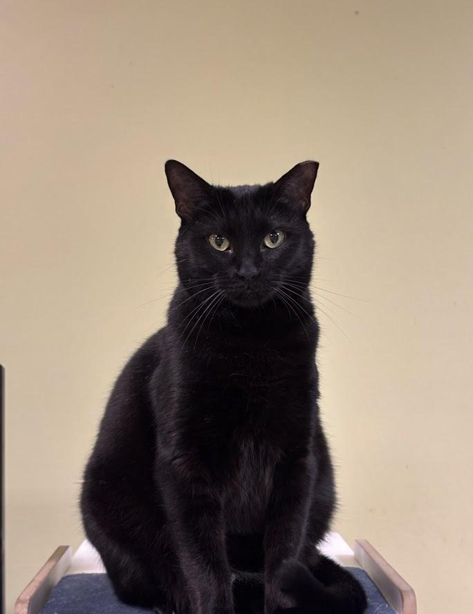 Enlarge Melitta, a ADOPTABLE Domestic Short Hair in The Colony, TX image 2/3