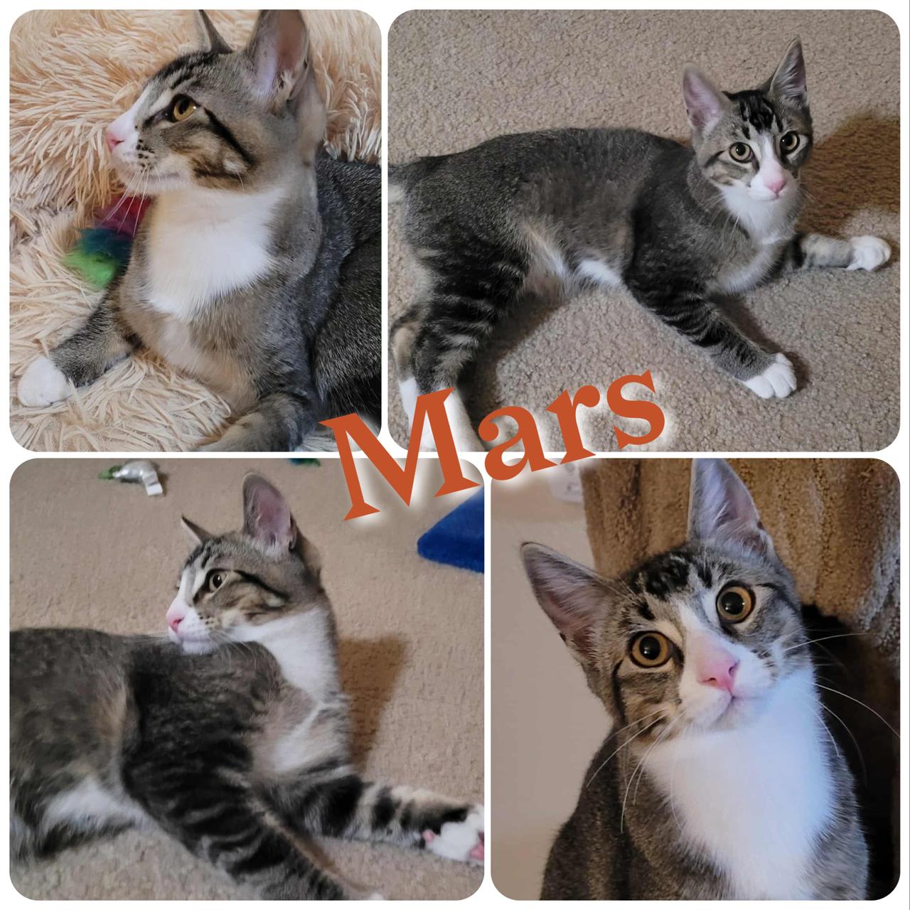 Mars, Adoptable, Young Male Domestic Short Hair.