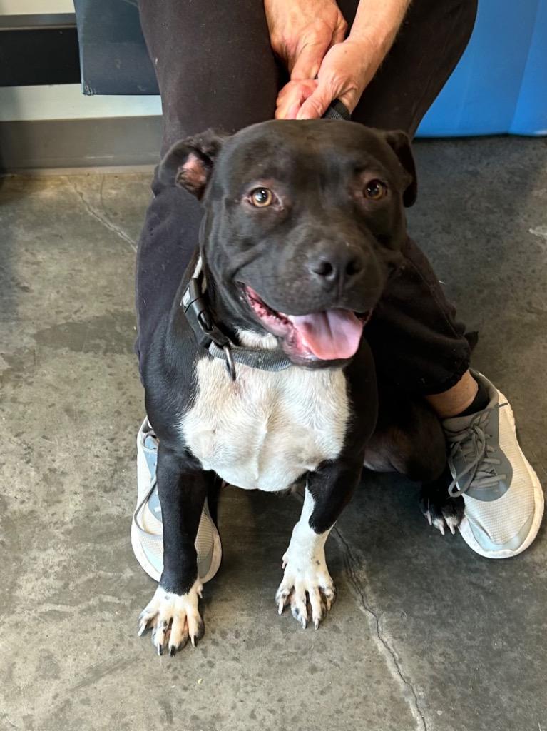 Gnut, Adoptable, Young Male Pit Bull Terrier.