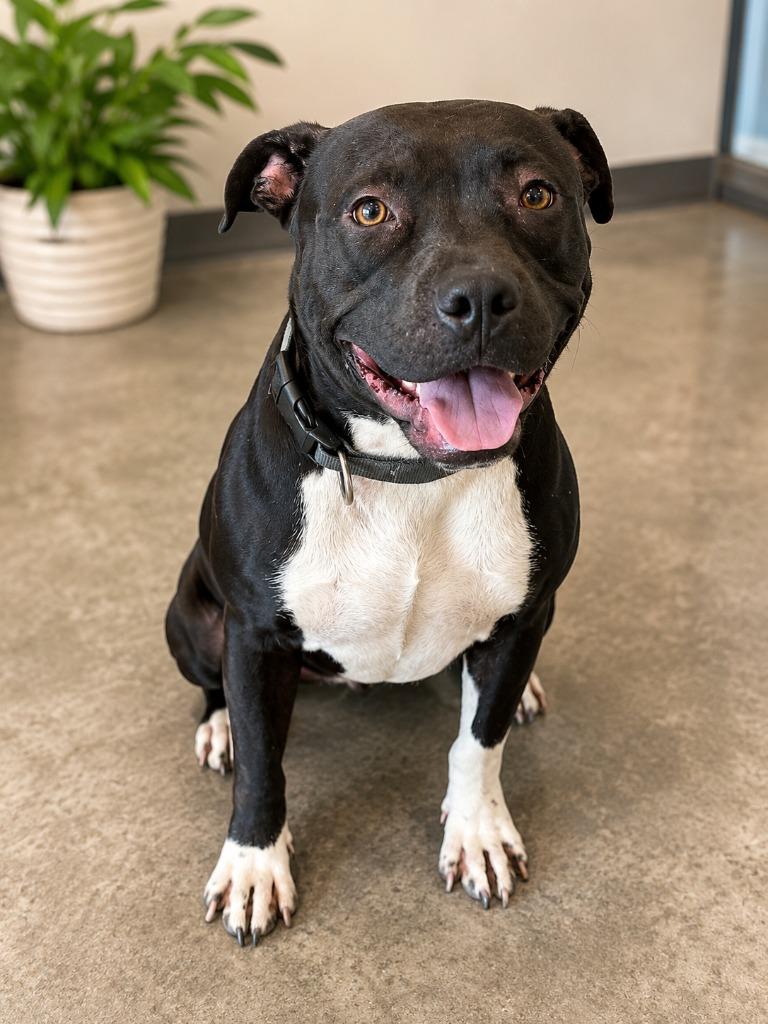 Gnut, a Adoptable Pit Bull Terrier in Gautier, MS image 2/2