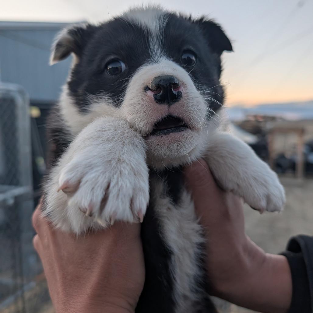 Filet Mignon, Adoptable, Puppy Female Mixed Breed.
