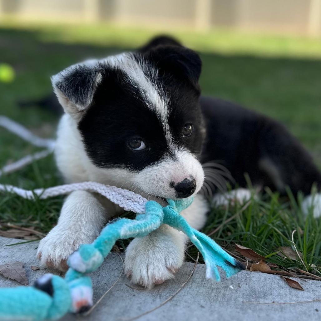 Enlarge Filet Mignon, a Adoptable Mixed Breed in Park City, UT image 2/3