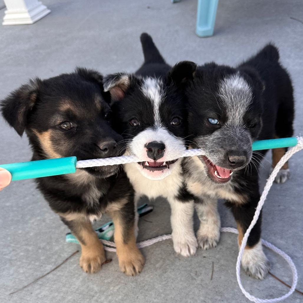 Enlarge Filet Mignon, a Adoptable Mixed Breed in Park City, UT image 3/3