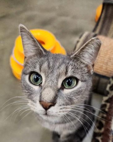 PAIGE, Adoptable, Young Female Domestic Short Hair.