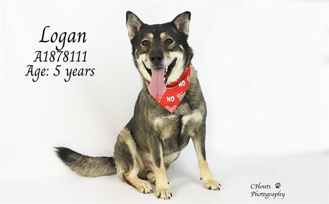 Enlarge LOGAN, a Adoptable mixed breed in Thousand Palms, CA image 1/1