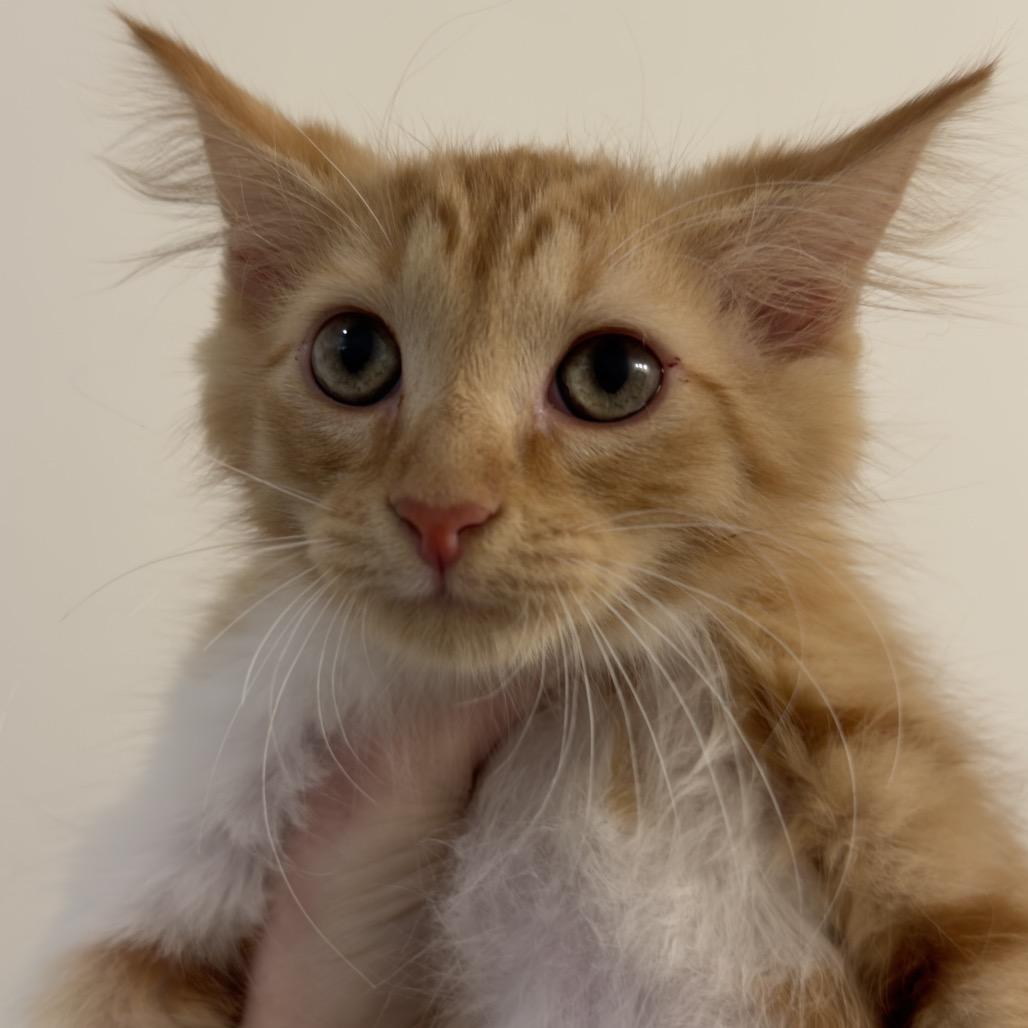 Enlarge Peach, a Adoptable Domestic Medium Hair in Inman, SC image 1/1