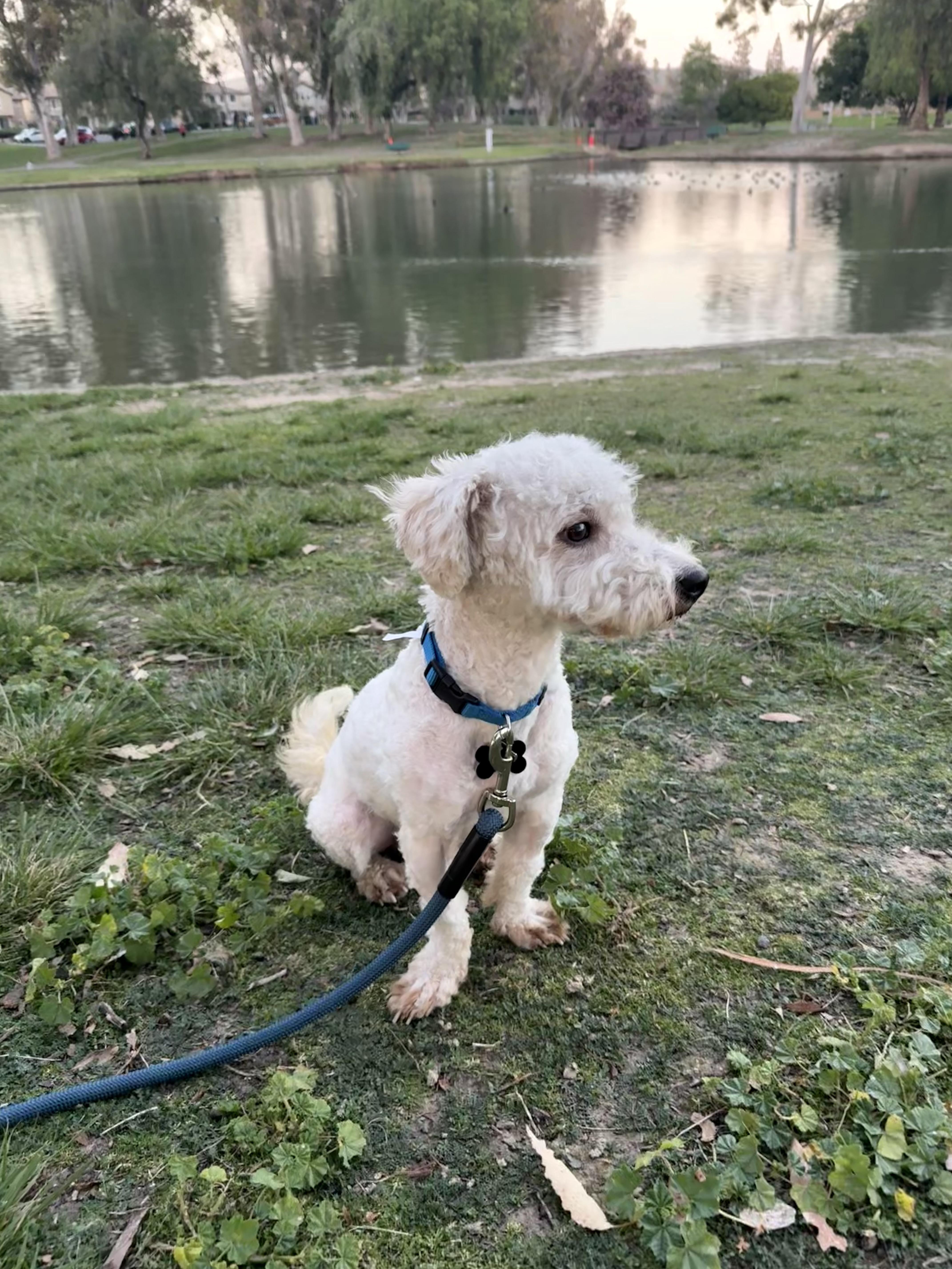 Enlarge Archie , an adopted Maltipoo in Tustin, CA image 1/5