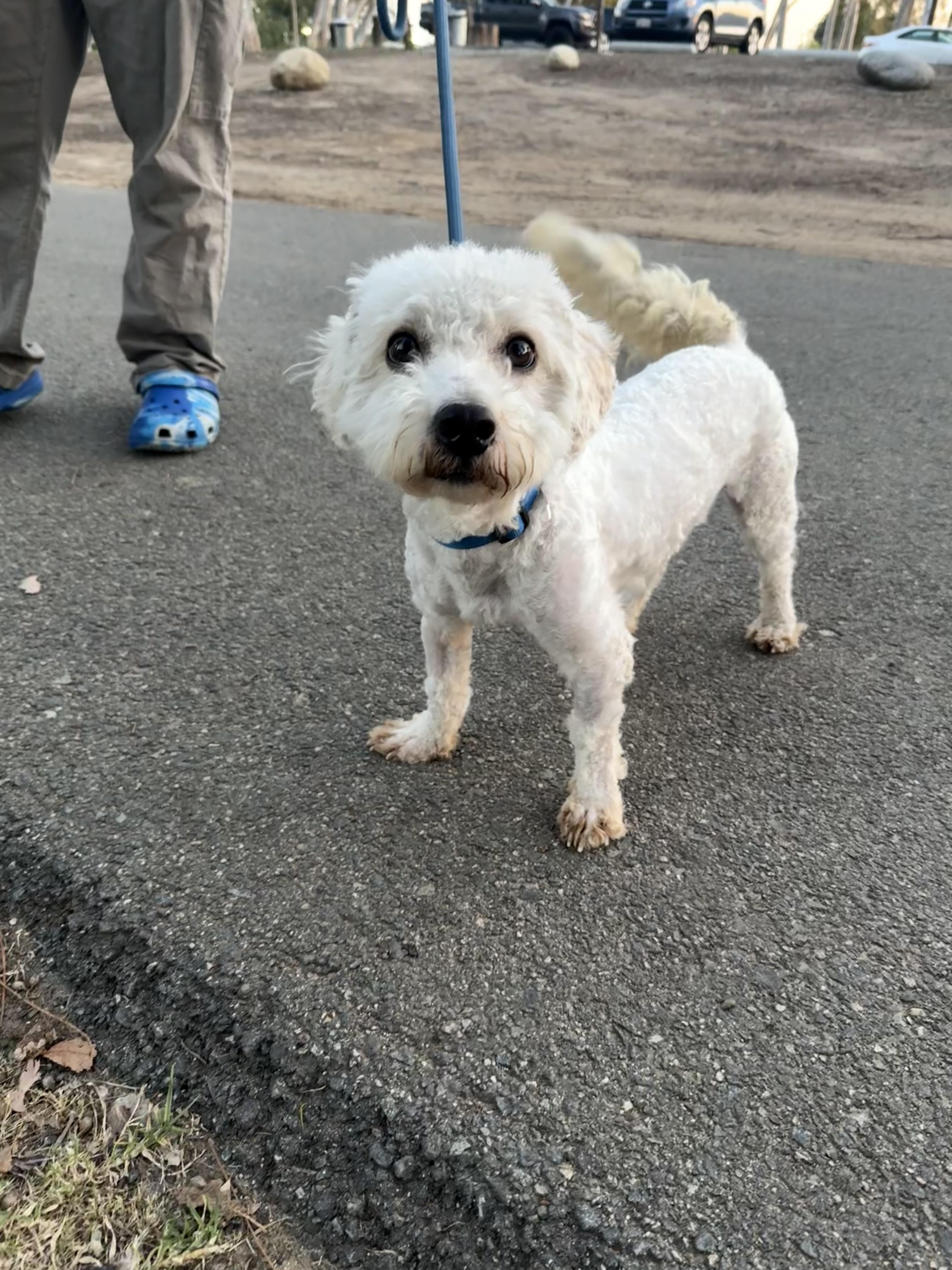 Enlarge Archie , an adopted Maltipoo in Tustin, CA image 3/5