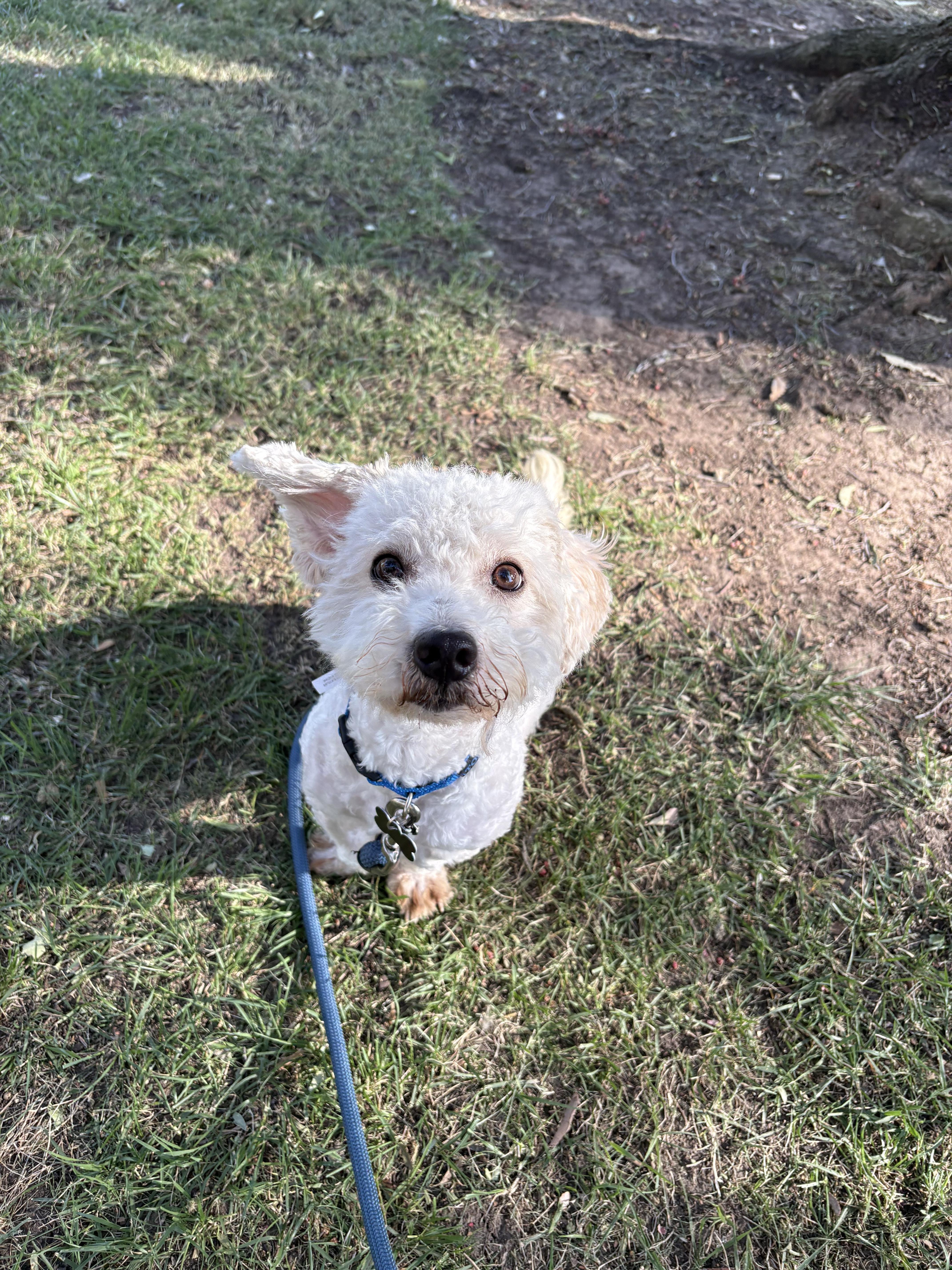 Enlarge Archie , an adopted Maltipoo in Tustin, CA image 4/5