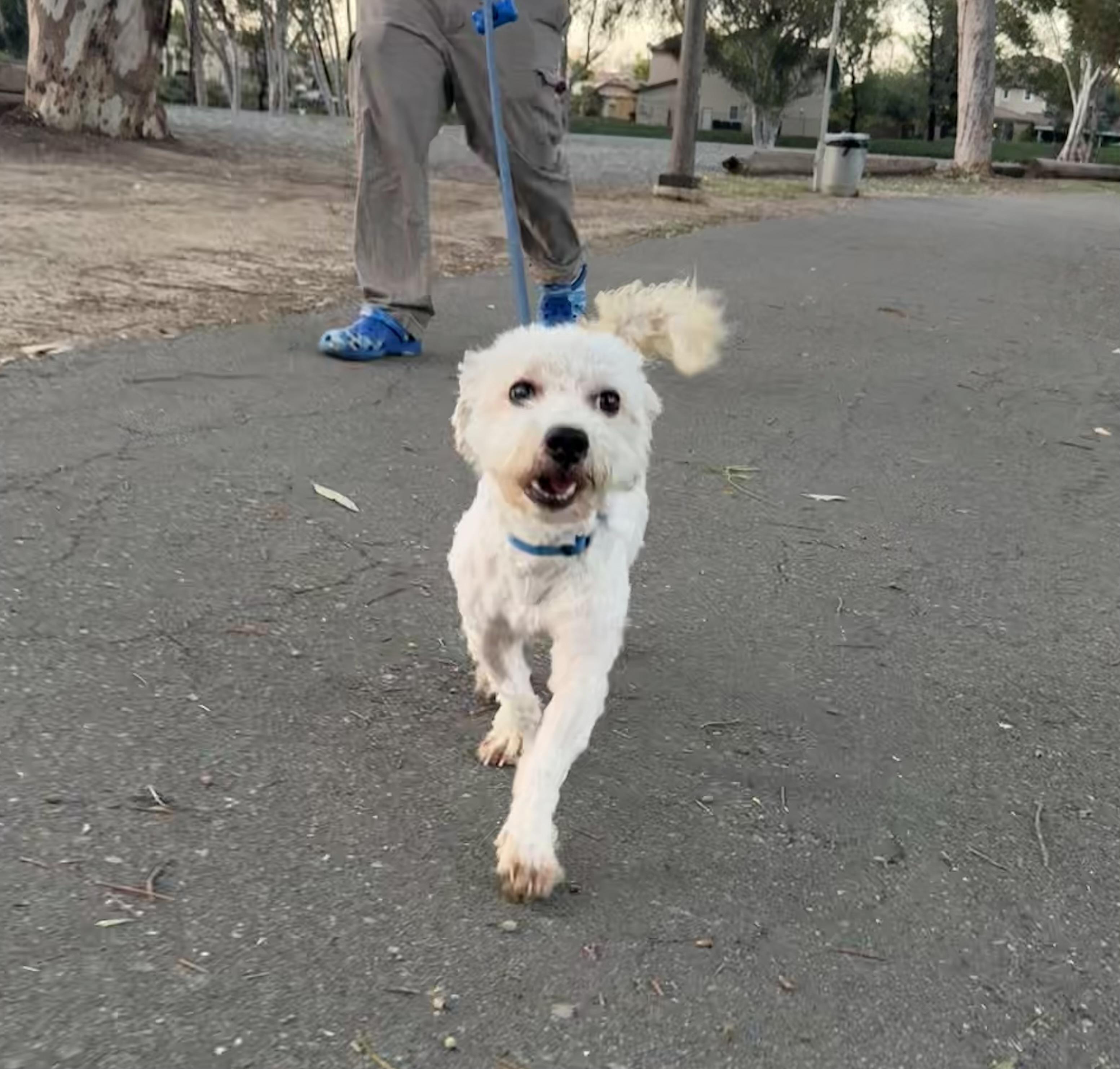 Enlarge Archie , an adopted Maltipoo in Tustin, CA image 2/5