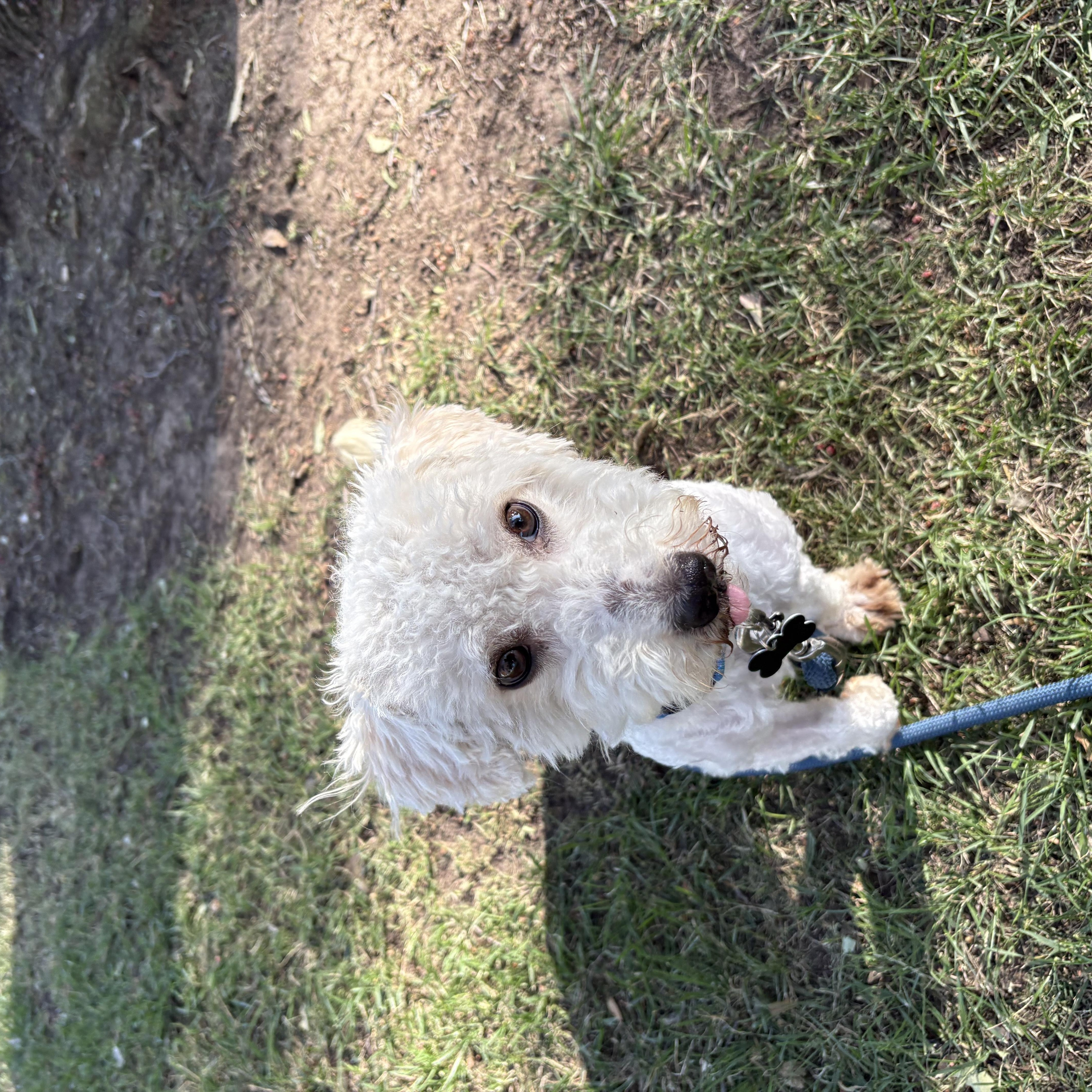 Enlarge Archie , an adopted Maltipoo in Tustin, CA image 5/5