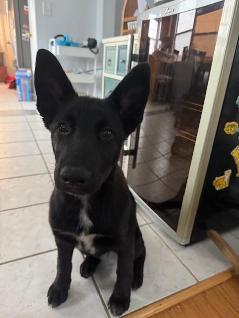 Nala photo 5