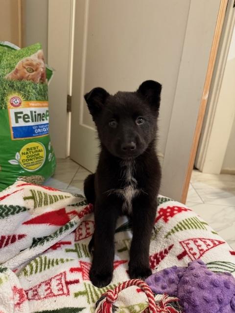 Nala photo 6