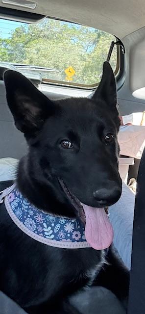 Nala