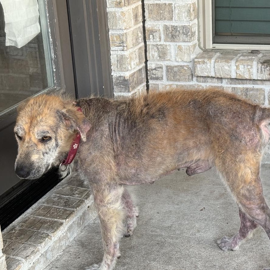 Enlarge Oliver, a Adoptable mixed breed in Battle Creek, MI image 6/6