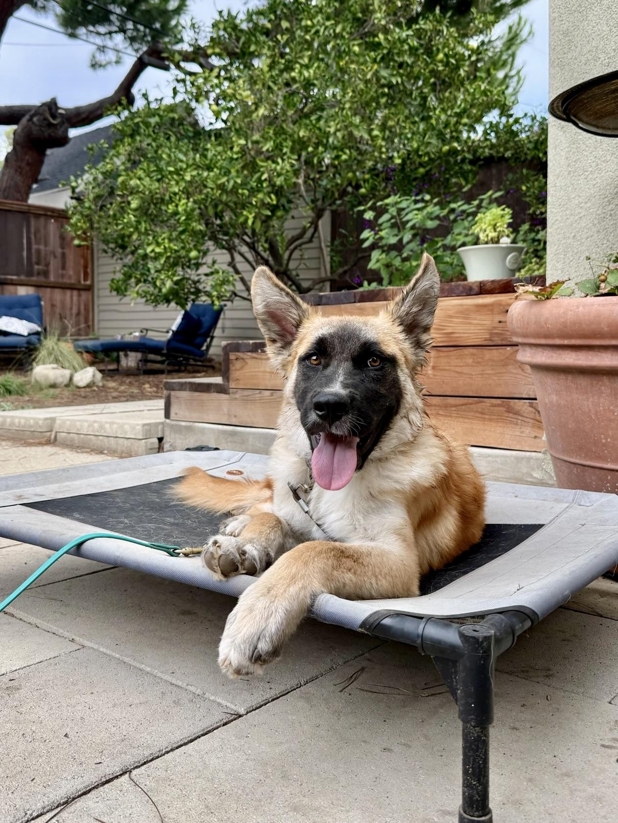 Enlarge Dune, a Adoptable mixed breed in Los Angeles, CA image 2/6