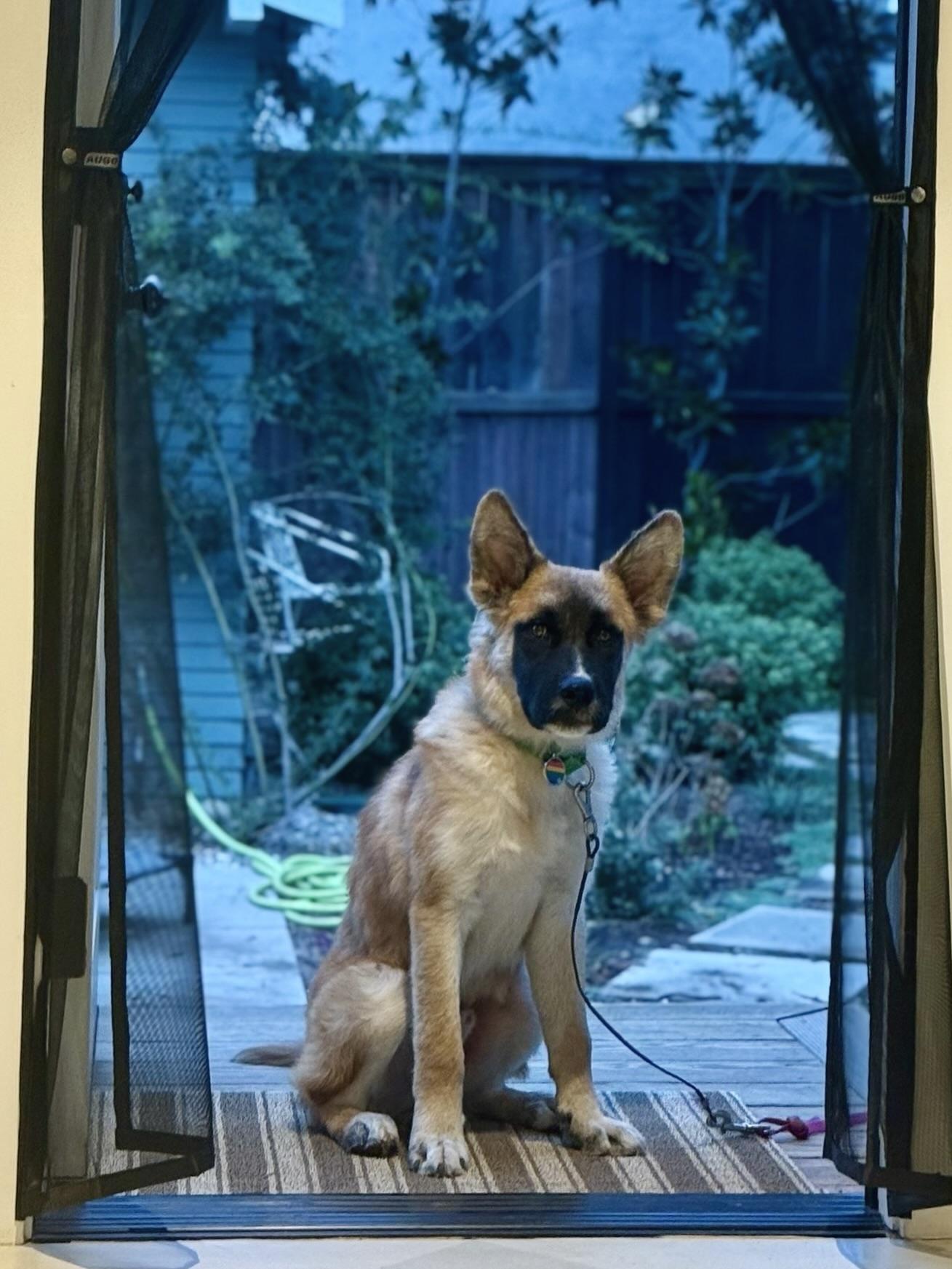 Enlarge Dune, a Adoptable mixed breed in Los Angeles, CA image 4/6