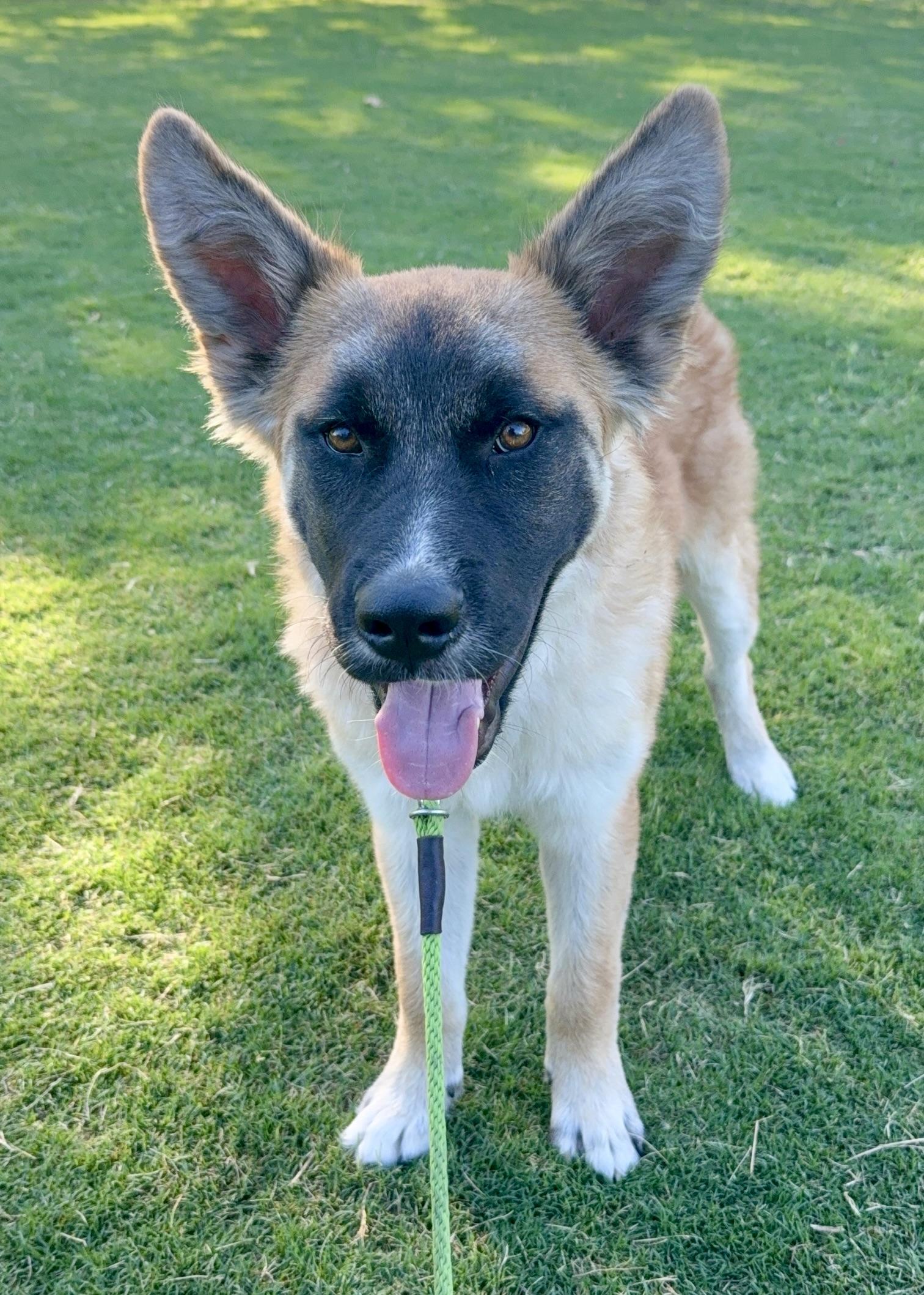 Dune, Adoptable, Young Male German Shepherd Dog & Cattle Dog.